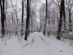 деревья стояли в прекрасной снежной шубе